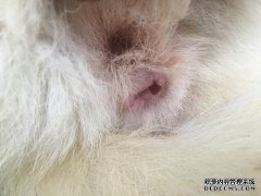 一眼如何处理耳朵